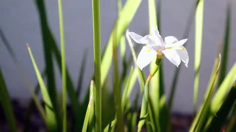 African Cape Iris close up Video stock 11850421