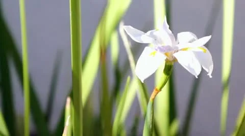 African Cape Iris close up Video stock 11850422