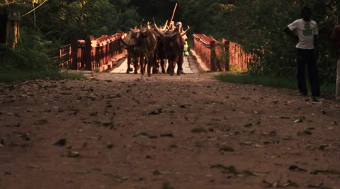 African cattle on a bridge Video stock 33639482