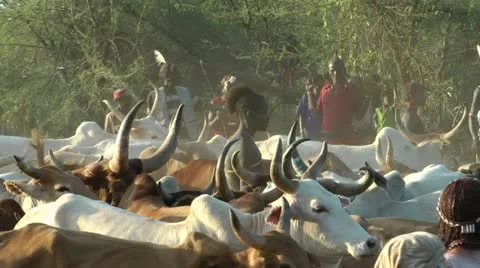 African cattle herd Stock Footage