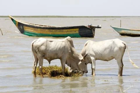 African cattle Stock Photos