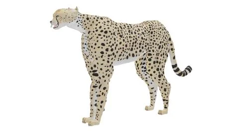 African Cheetah 3D 3D Model