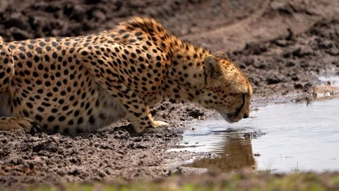 African Cheetah Carefully Drinking Fresh Water From a Natural Muddy Pool in the Stock Footage 344001860