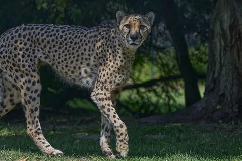 The african cheetah is the fasted land mammal on earth Stock Photos