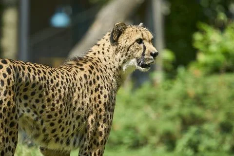 The african cheetah is the fasted land mammal on earth Stock Photos