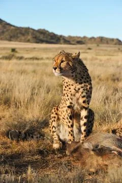 African Cheetah Stock Photos