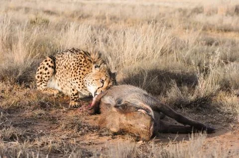 African Cheetah Stock Photos
