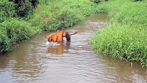 African children 스톡 동영상 119203589