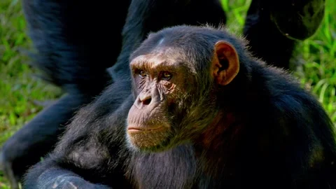 African Chimpanzees Groomed By Another Chimp In The Wilds Of Uganda, Southern Stock Footage 297532478