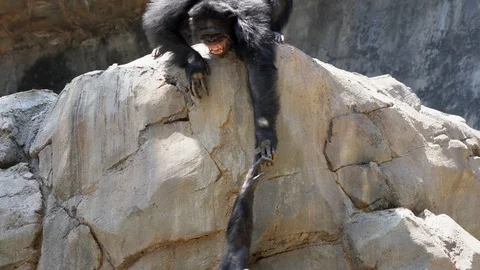 African chimpanzees reaching to hold hands Video stock 110817680
