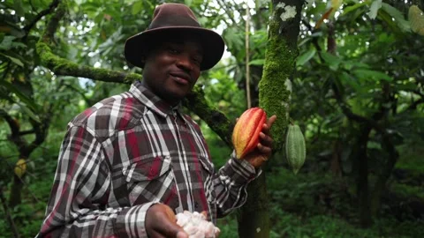 An African chocolate maker on his cocoa plantation holds a cocoa bean Stock Footage 263908721