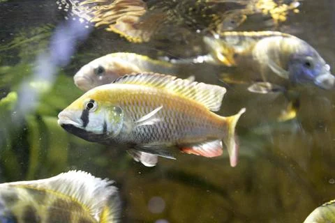 African Cichlid Fish with Bold Pattern Foto stock