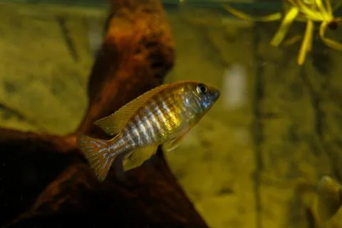 African Cichlid Fish with Bold Pattern Foto stock