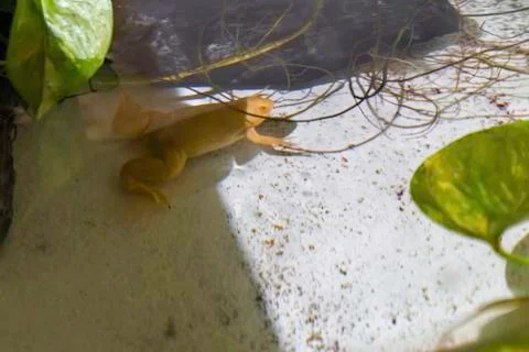 African clawed frog under clear water Stock Photos