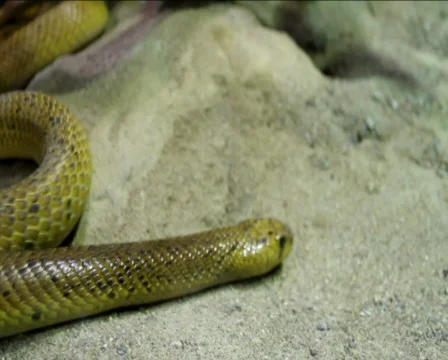 African cobra Stock Footage 572599