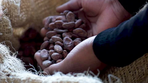 African cocoa beans slowly falling from dark skinned hands in harvest bag 動画素材 132557646