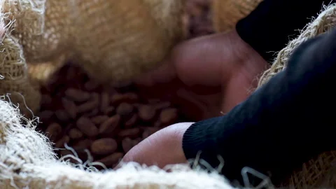 African cocoa beans slowly falling from dark-skinned hands in harvest bag 動画素材 132561456
