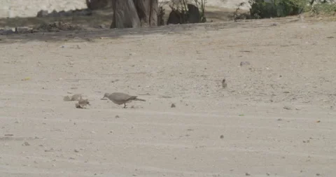 African collared dove, crested lark and sparrow foraging in desert area Stock Footage 268249783