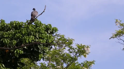 African Collared Dove perched high on a tree and looking around on blue sky Video stock 130590744