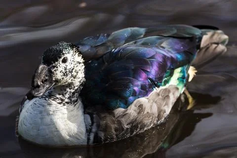 African Comb Duck Stock Photos