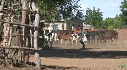 African Cows 1 Stock Footage 11457781