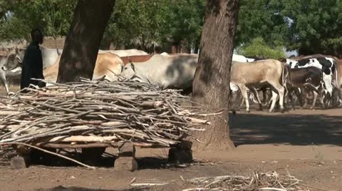 African Cows 2 Stock Footage 11457769