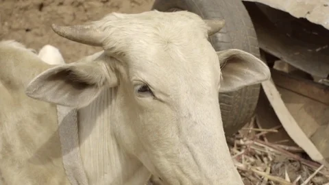 African Cows are having a snack in the sun Stock Footage 75597058