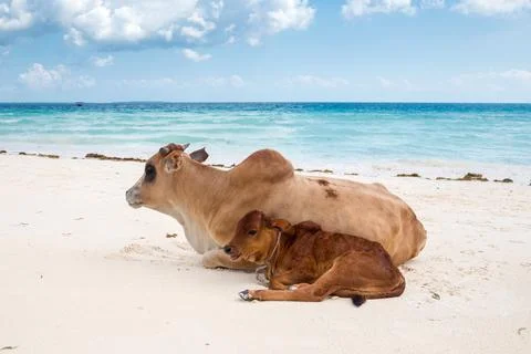 African cows are resting on the beach Stock Photos