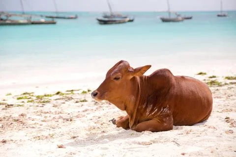 African cows are resting on the beach Stock Photos