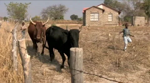 African cows Stock Footage 877813