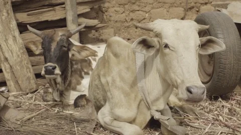 African cows having a snack Stock Footage 75595684