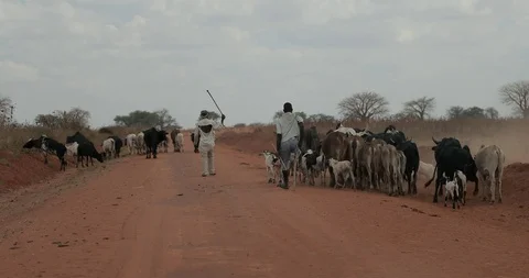 African cows walking in African desert landscape Tanzania  Stock Footage 93461204