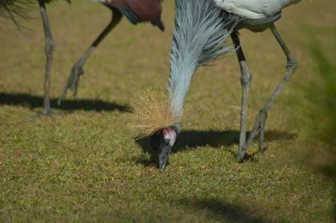African Crane eats off grass Stock Photos