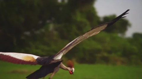 African Crane 動画素材 160553927