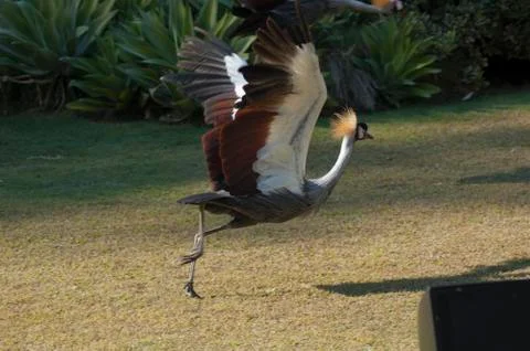 African Crane running take off to fly Stock Photos