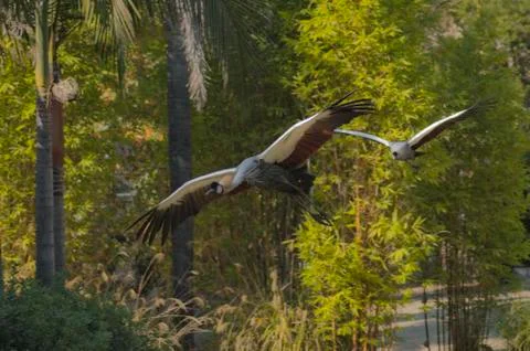 African Cranes in flight Stock Photos