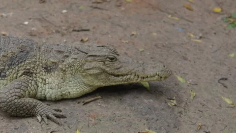 African Crocodile Vídeos de archivo 275070904