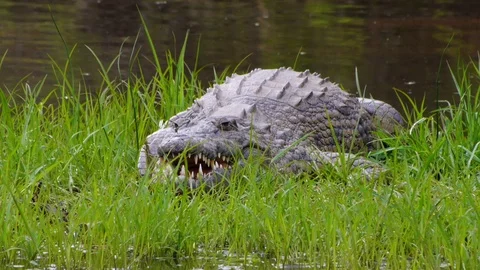 African Crocodile Lying in grass with open jaws Vidéo 95082754