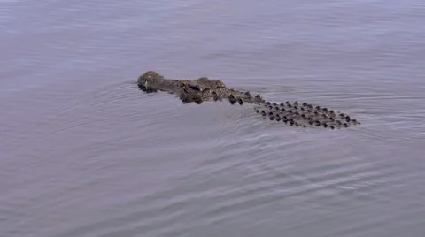 African Crocodile Slithers Through the Water Stock Footage