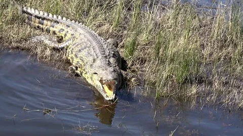 African Crocodile Sunning On The Side Of River In South Africa 02 Video stock 83226280