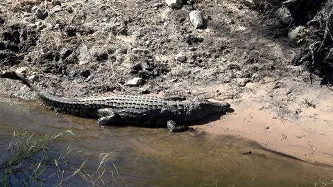 African Crocodile Sunning On The Side Of River In South Africa 06 Video stock 83226340