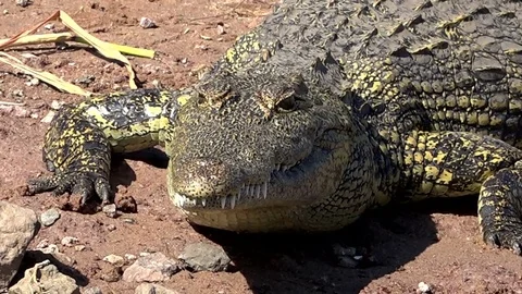 African Crocodile Sunning On The Side Of River In South Africa 07 Stock Footage 83226486