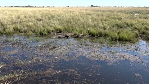 African Crocodile Sunning On The Side Of River In South Africa 05 Video stock 83226664