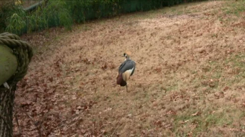 African Crowned Crane Video stock 580631