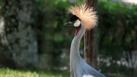 African Crowned Crane. Grou-coroado. Exotic Birds. Stock Footage