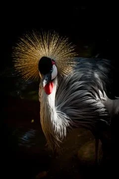 African Crowned Crane Stock Photos