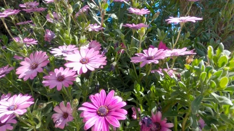 African daisies, 4K Stock Footage 138730746