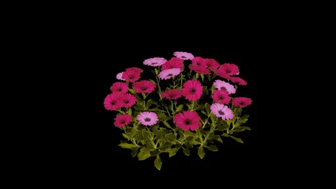 African Daisy Flower Stock Footage 88434204