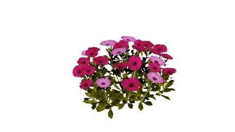 African Daisy Flower Stock Footage 90848087