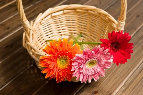 African daisy Stock Photos